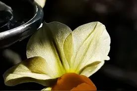 杨绛：宁可不结婚，也不要嫁给穷人图片