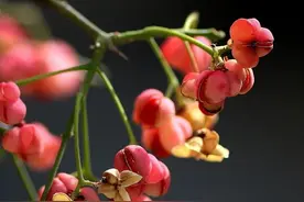 晚秋：止于繁华，掩于岁月，谁的指尖染风霜，谁的转身是流年图片
