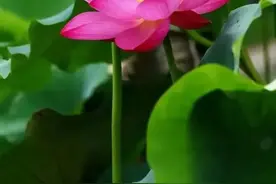 济宁头条# 领悟：夜半独酒慰寂寥，天明走马入红尘 —图片