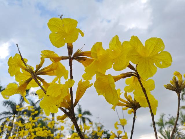 南宁江南公园黄花风铃木开啦！