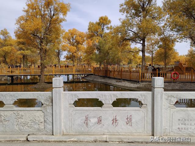 金塔胡杨林