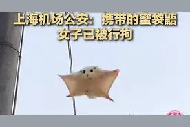 女子带蜜袋鼯上飞机并丢失，飞机延误，警方通报，或面临巨额赔偿图片