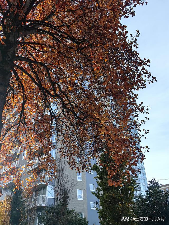 温哥华游记（四）