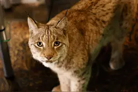 狸花猫什么花纹最稀有？黑爪子是纯种的吗？图片