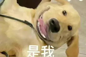 处女座，出生日期为8月23日至9月22日图片
