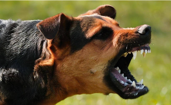 遇到恶犬你会用什么方法脱身