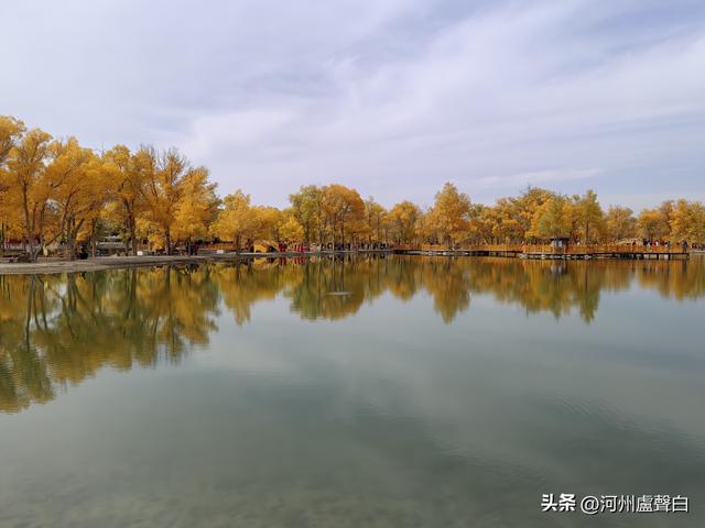 金塔胡杨林