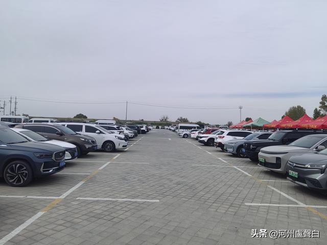 金塔胡杨林