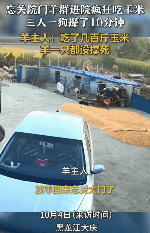 你遇到过牲畜贪吃的情况吗