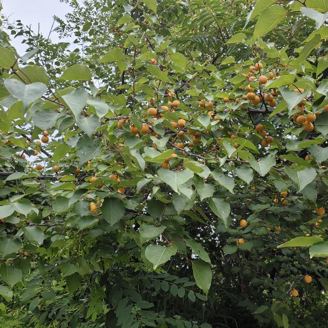 闲话北京的山地徒步<一>