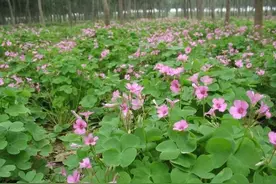 农村这野草人称“酸溜溜”，曾是农村娃的零食，却有奇效图片