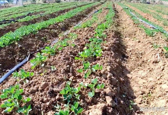 花生地下害虫别慌！教你三招灭杀秘籍，增产30%不是梦！