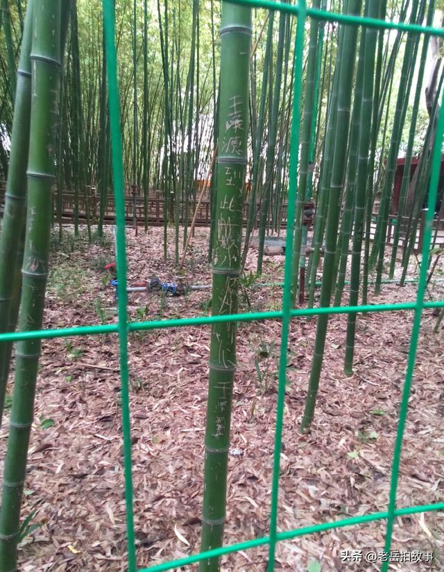公园竹林里展现的是一些人的低素质，其行为与秀竹相比格格不入！