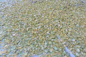 稻盛和夫：让恶狗不再咬你的方法，不是喂肉讨好，也不是躲着他图片