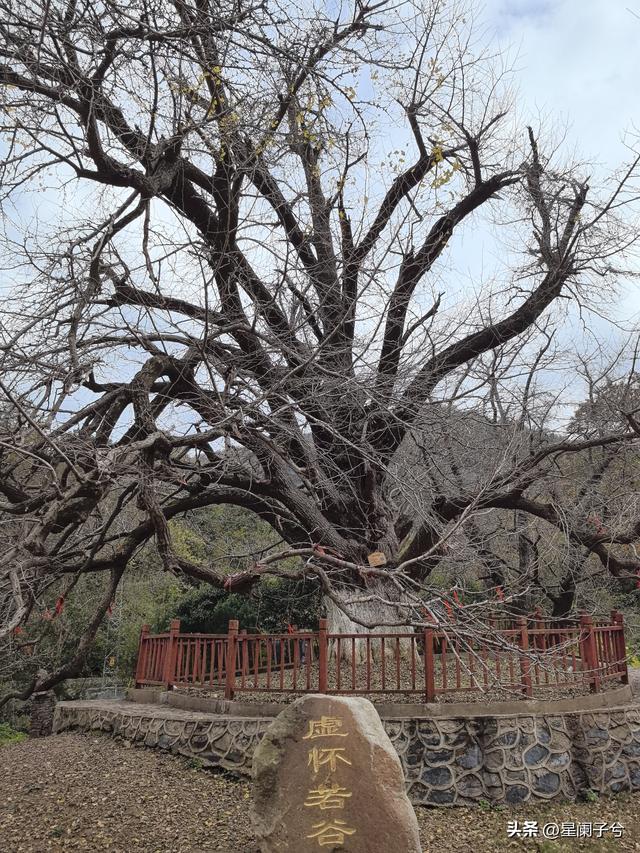 冬日，兄弟一同看古银杏（二）