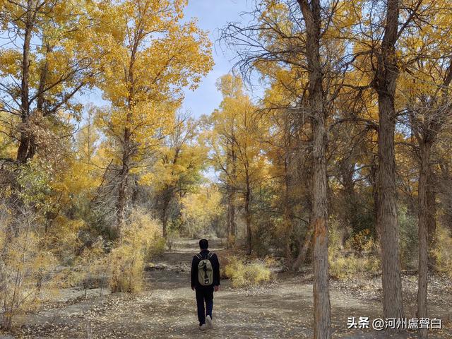 金塔胡杨林