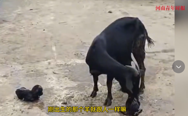 生计与情感冲突时你如何选