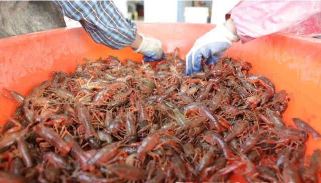 小龙虾一般几月份出来？（2026年小龙虾的红利时期来临）