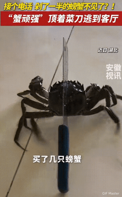 螃蟹求生欲强你会放过它吗