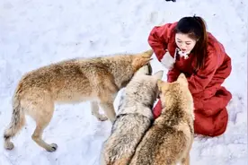 真正能成大事的女人，身上都有5个“狼性” 我发现那...图片