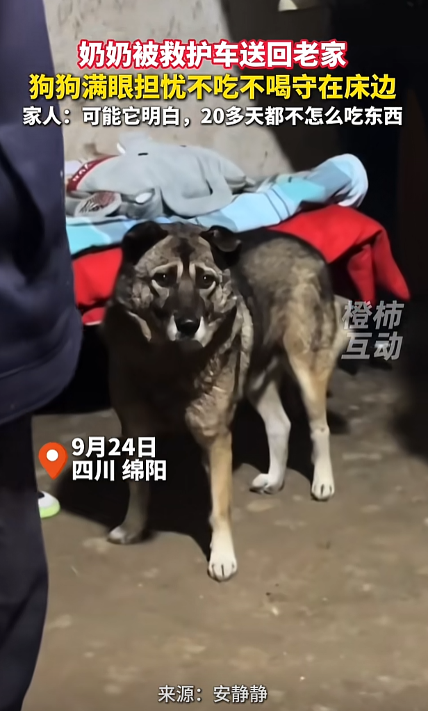 你家宠物做过哪些暖心的事