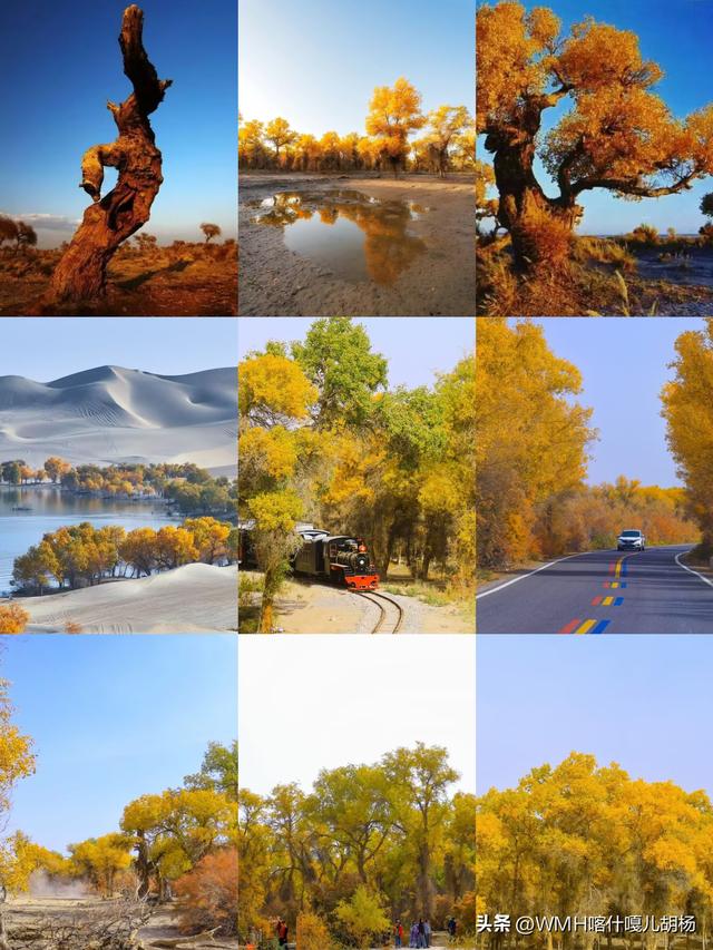 三千载守望，一季秋成诗。风骨铸金黄，大漠最传奇。