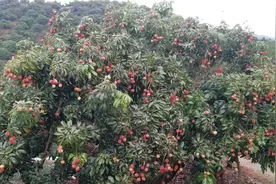 揭开荔枝树的秘密，教你如何让它结出硕果累累图片