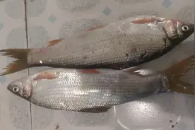 野生的鱼和养殖的鱼，哪个更美味？这是一个备受争议的...图片