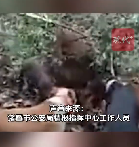 杭州第三只逃逸金钱豹被发现系谣言