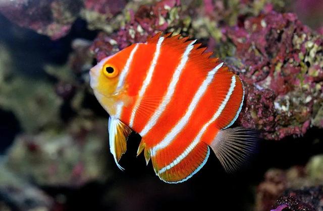 鱼鳔最贵的鱼种类排名 2026年鱼鳔最贵的鱼种类排名榜