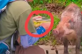 深圳梧桐山野猪开始向游客讨食，惊呆了所有人！图片
