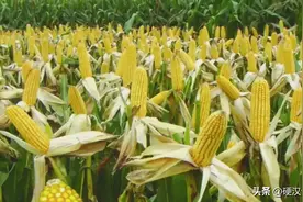 2023年公布的24个转基因玉米品种，你知道几个？图片