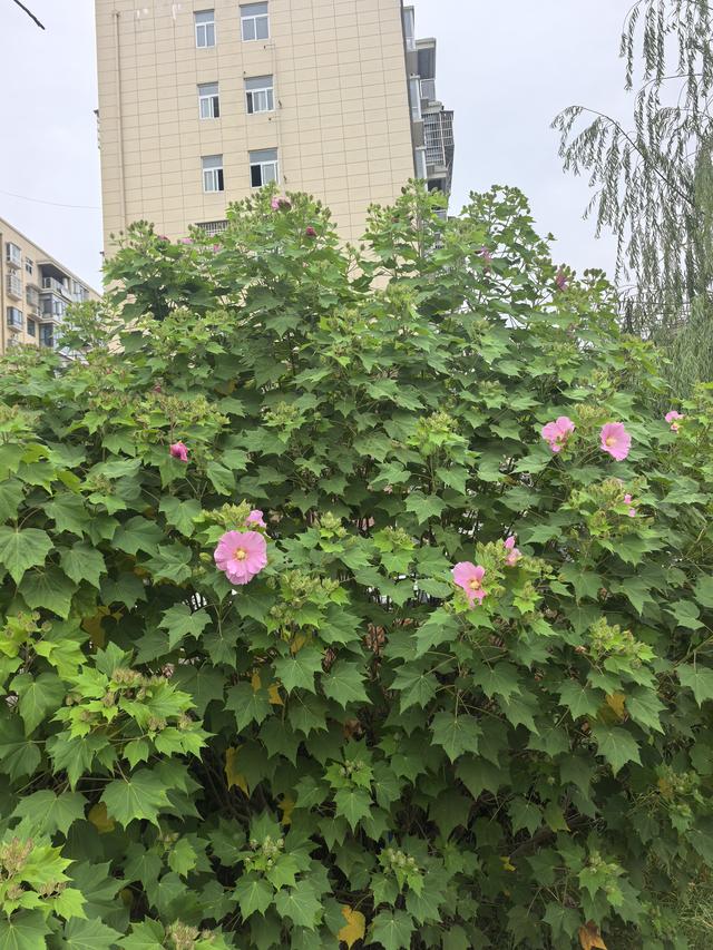 国庆中秋回家你花了多少钱