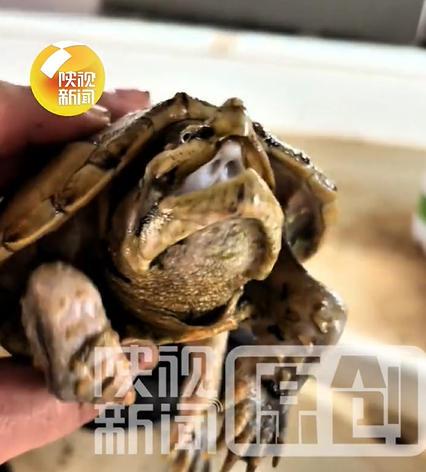 鳄龟被主人遗忘箱底1年瘦成皮包骨