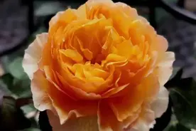 50种绝美月季花图鉴，没有最美，只有更美！图片