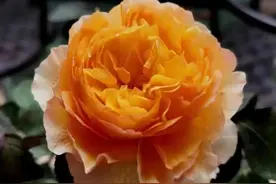 50种绝美月季花图鉴，没有最美，只有更美！图片