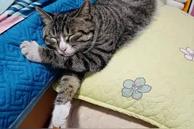 养猫必须要绝育吗，我家的猫从来没有做过绝育，结果是这样滴图片