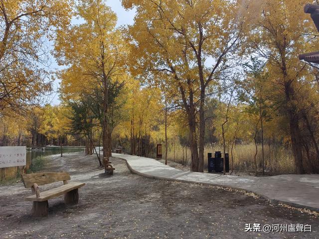 金塔胡杨林