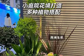 小庭院花境植物搭配分享——澳朱蕉、绣球、矾根、菖蒲图片
