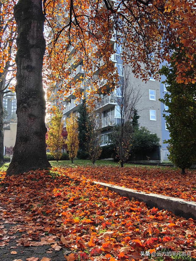 温哥华游记（四）