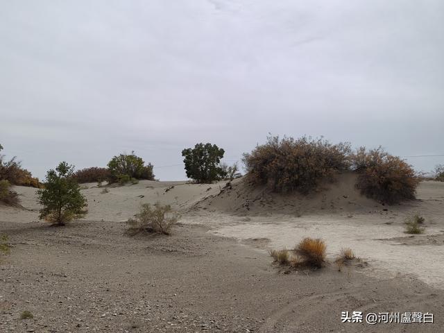 金塔胡杨林