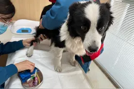 我家狗子糖尿病了，两个月的经验分享图片