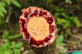 不管你的输卵管是堵塞，还是通而不畅，记住这3味药图片