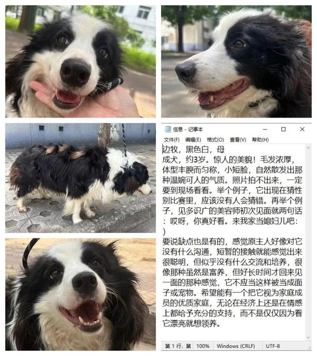 领养小狗这件大事