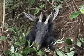 江西浮梁惊现神秘生物，面相似马却长有尖角，到底是什...图片