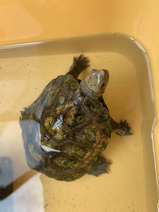 养龟你遇到过哪些难题