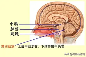 【科普】脑干梗死的临床表现与磁共振表现图片
