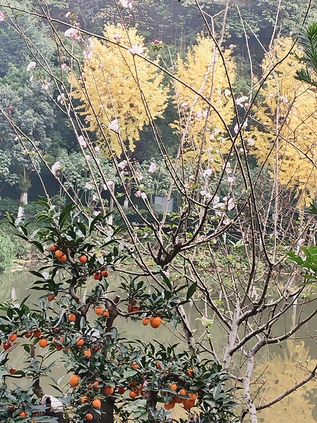 盘溪河的冬，藏着山城最温柔的秋意