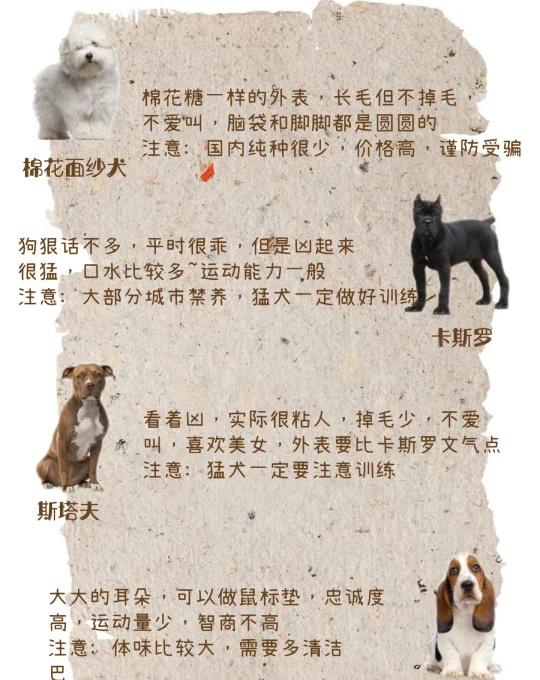你家有小众宠物狗吗