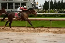 马的“精液”是最贵的液体！一升价值120万美元，一年超过2000万图片